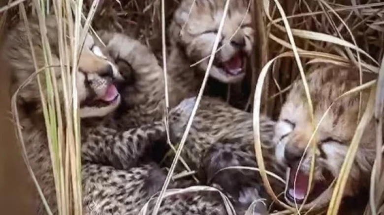 Madhya Pradesh: Recently born, 3 out of 4 cheetah cubs died at Kuno National Park