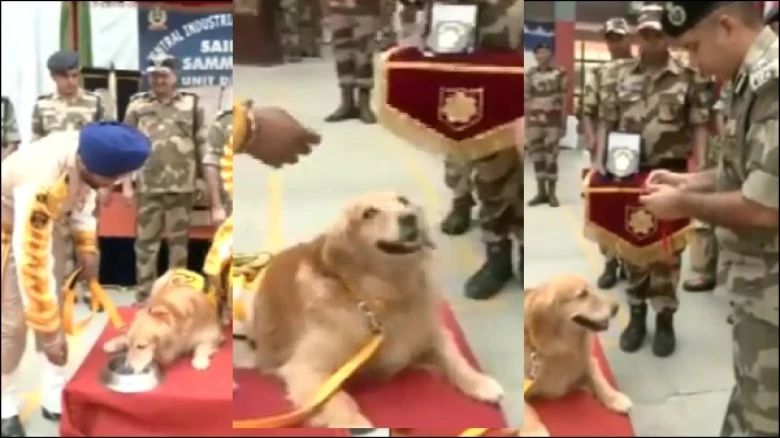 Sniffer dogs from CISF serving DMRC for 8 years honoured with medals. The cutest viral video ever| Watch