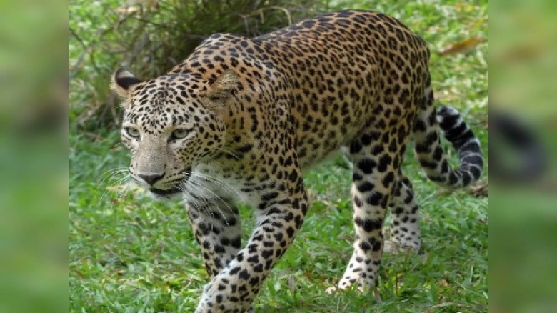 Assam: Golaghat tea estate worker severely injured after being attacked by a Leopard