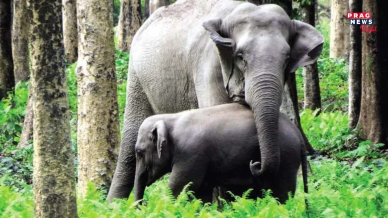 প্ৰচণ্ড খৰাঙে কাল মাতিছে হস্তীকুললৈ: পানী বিচাৰি এটাৰ পাছত এটাকৈ হাতীৰ পোৱালীৰ কৰুণ মৃত্যু