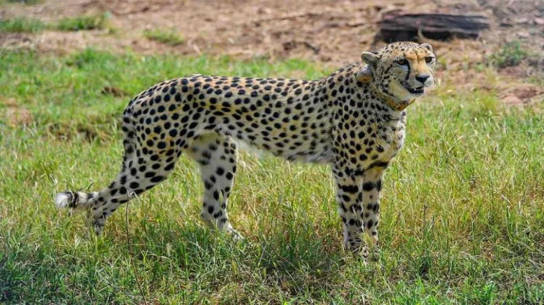 Another African Cheetah 'Tejas' Dies at Kuno National Park