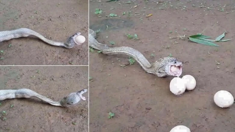 Viral Video of a Snake Vomiting Eggs grabs the attention of people amid Shravana festivities