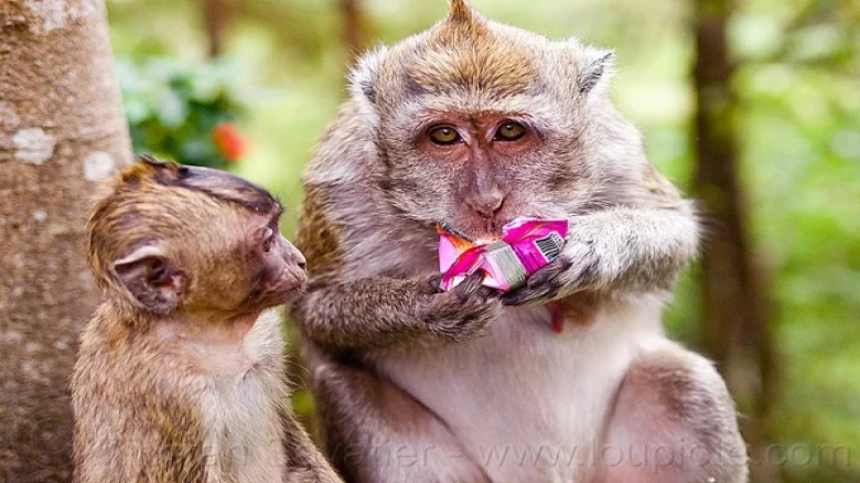 Beware of Feeding monkeys or you may get fined Rs 5K; Sikkim Government