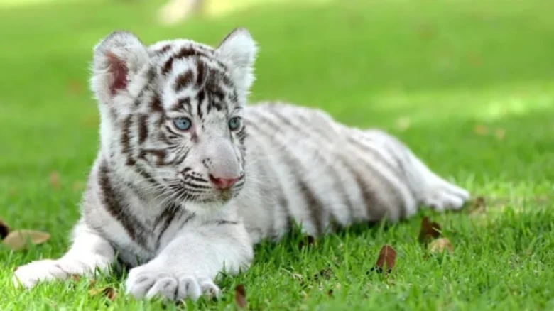 White Tigress Gives Birth To 3 Cubs In Maharashtra Zoo