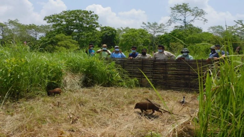 Manas National Park welcomes 18 pygmy hogs back to their historical habitat