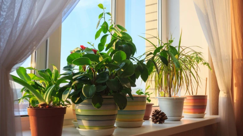Vastu tips for indoor plants: Avoid keeping these 5 plants at home, otherwise...