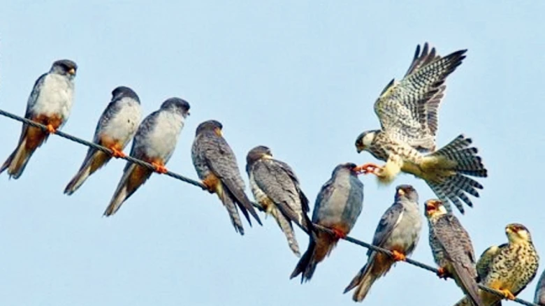 Manipur to conduct first-ever census of Amur Falcons in the state
