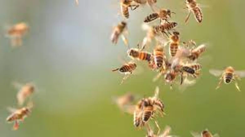 One dies, another suffers injuries in bee attack in Assam