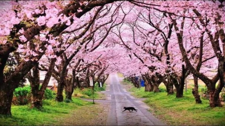 Opening of the Cherry Blossom Festival interrupted due to bad weather