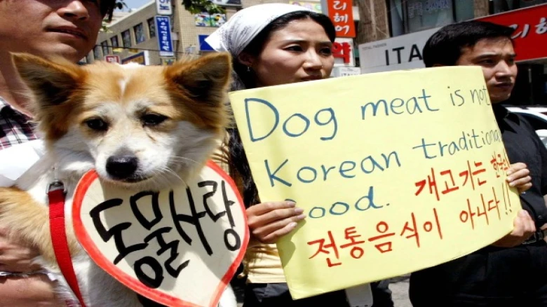 South Korea heads on Supporting Animal Rights to ban ancient custom of eating dogs