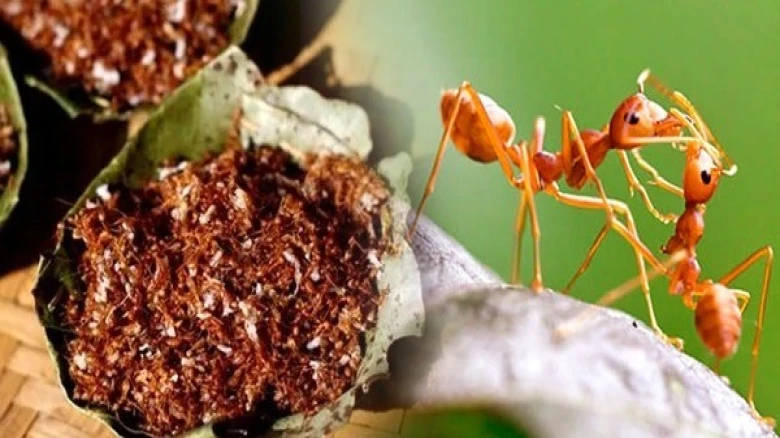 Odisha's red ant chutney gets GI tag, here's all you need to know about this superfood