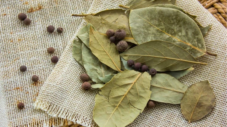 Bay leaf can lower cholesterol, treat digestive issues; know all benefits