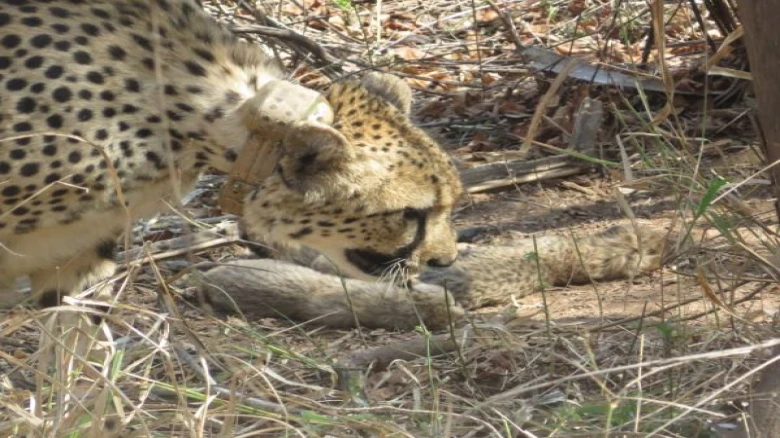 South African Cheetah Gives Birth To Five Cubs In Kuno Park