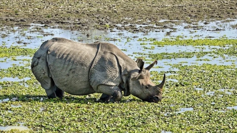 Rhino carcass recovery prompts suspension of Kaziranga officer
