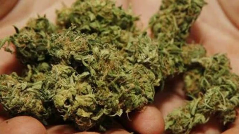 753 Kgs Cannabis Worth Rs 50 Lakhs Seized in Tripura