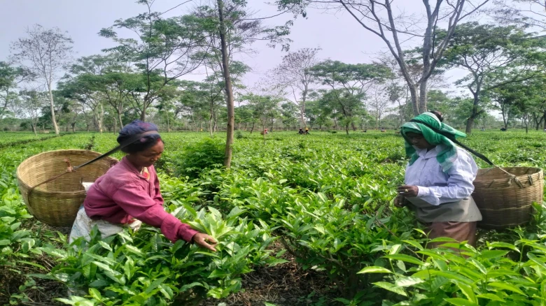 Assam Tea garden workers raise long-pending grievances ahead of Lok Sabha elections