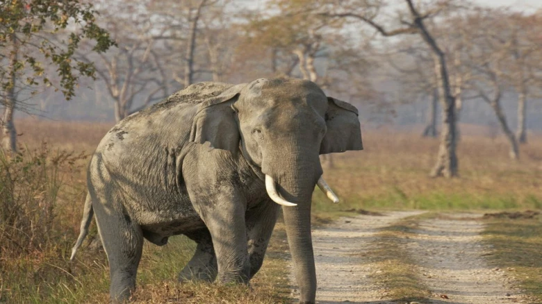 Safari Elephant Dies at Kaziranga National Park, locals mourns the demise