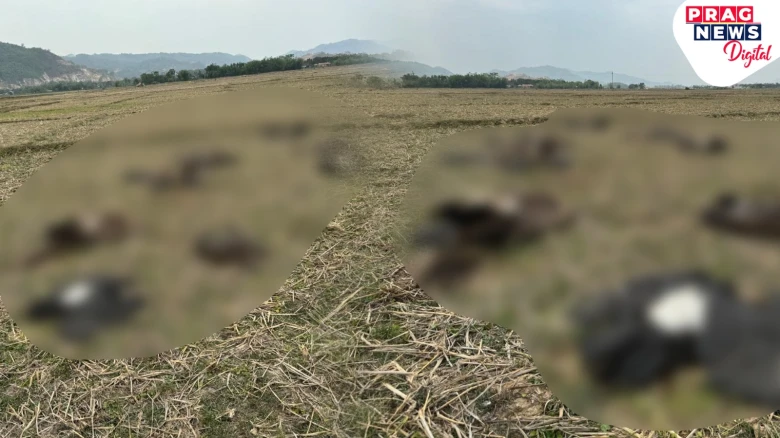 Assam: Vultures, Griffons found dead under mysterious circumstances near Guwahati