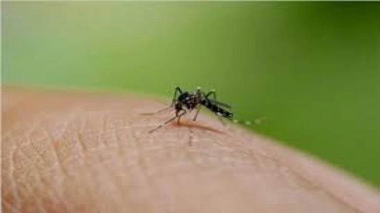 Dengue: 5 do's and don'ts to keep yourself safe during the monsoon season
