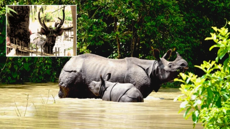 Assam flood situation worsens: 31 wild animals dead, 82 rescued in Kaziranga