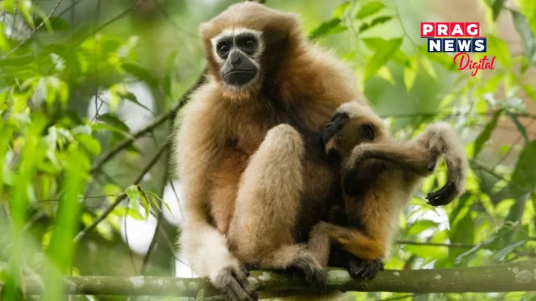 Protests Erupt as Oil Exploration Threatens Endangered Hoolock Gibbon