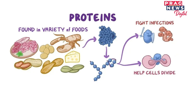 Why Protein is Essential for Our Health