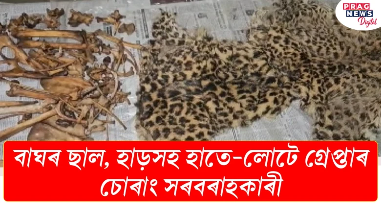 বাঘৰ ছাল, হাড়সহ হাতে-লুটে গ্ৰেপ্তাৰ চোৰাং সৰবৰাহকাৰী