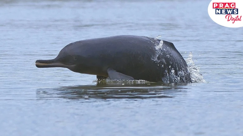 India's First-Ever Dolphin Survey: Assam Ranked Fourth, Decline In Subansiri