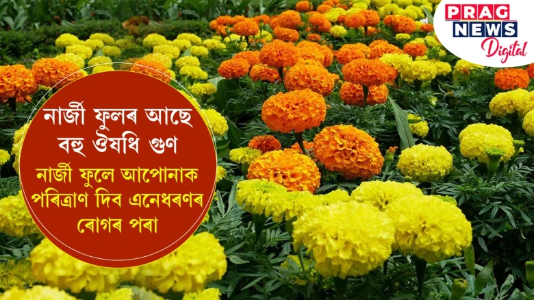 নাৰ্জী ফুলৰ আছে বহু ঔষধি গুণ