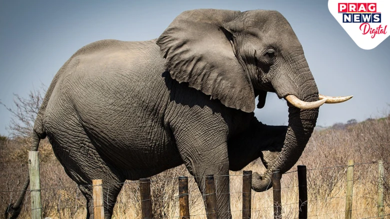 Human-Elephant Conflict: Woman Killed Near Assam-Arunachal Border