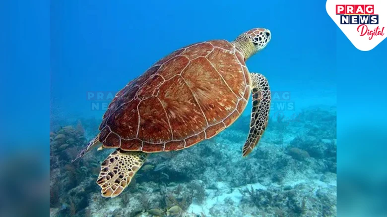World Turtle Day: A Call for Conservation and Awareness