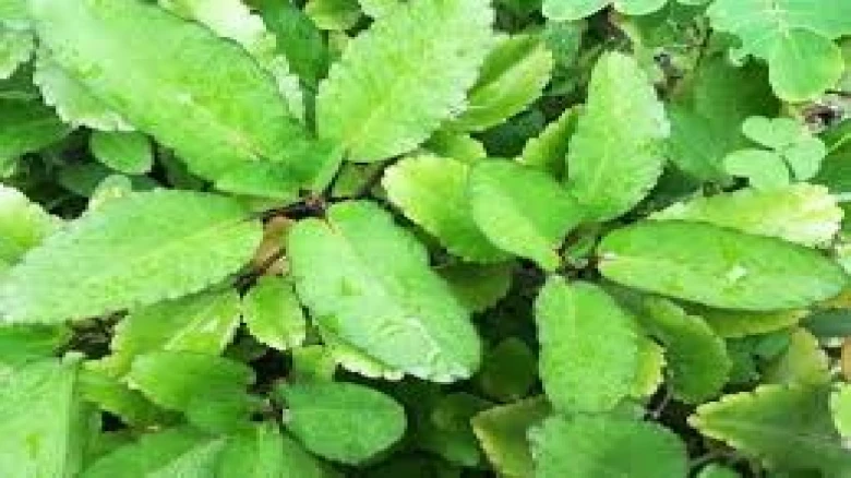 পাতে গজা পাতৰ উপকাৰীতা কি? জানিলে আচৰিত হ'ব আপুনি