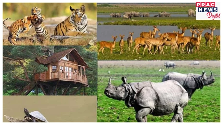 The National Parks of Assam: Guardians of India’s Rich Biodiversity