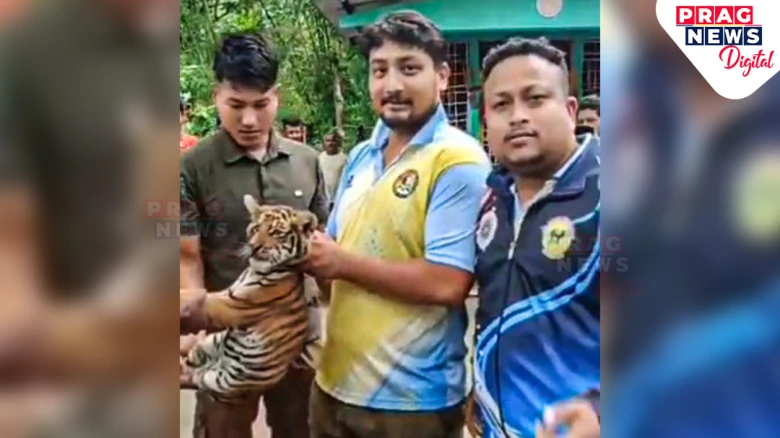 Tiger Cub Trapped in Bamboo Grove, Rescued by Forest Dept & Villagers in Gohpur