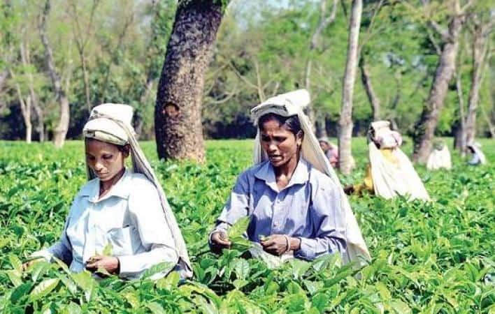 tea garden jobs in assam