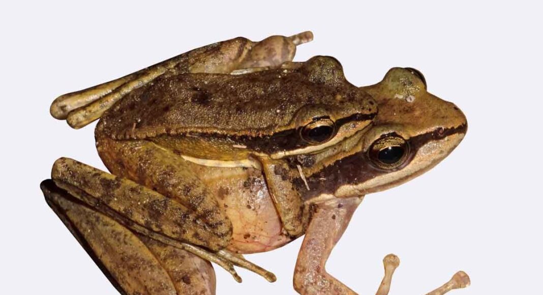 New Species Of Frog Discovered In Arunachal Pradesh Prag News 6179