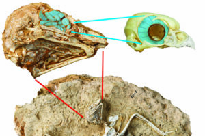 Fossil skeleton of the daytime active owl Miosurnia diurna from China